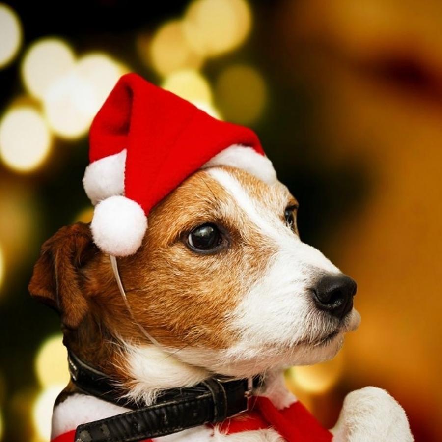Weihnachts-Haustier-Weihnachts – Santa Hat Plush Bewertung und Preis