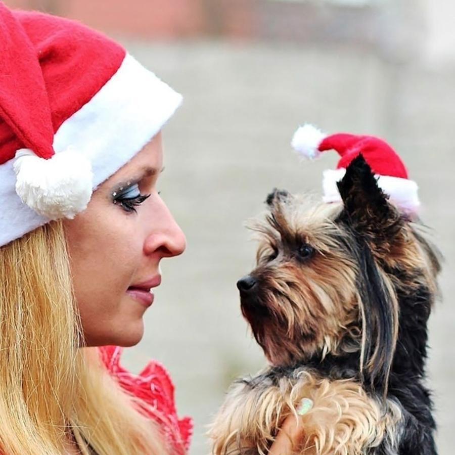 Weihnachts-Haustier-Weihnachts – Santa Hat Plush Bewertung und Preis